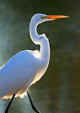 Backlit Egret_26370